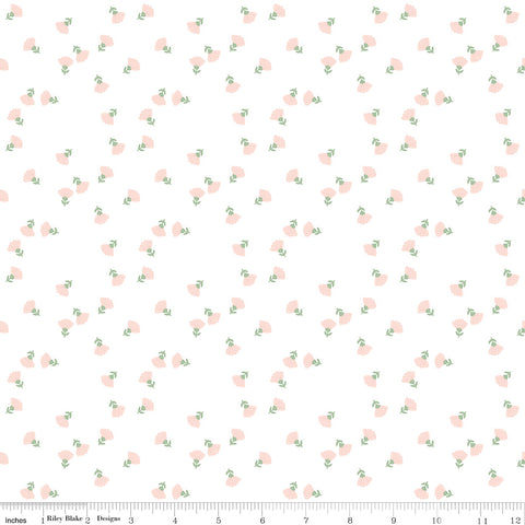 Hibiscus - Ditzy White